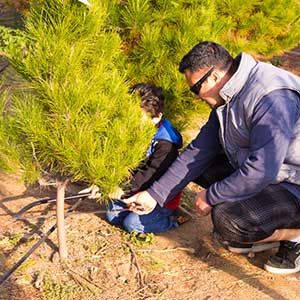 Choose and Cut Trees