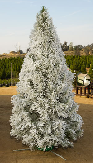 Flocked Christmas Tree